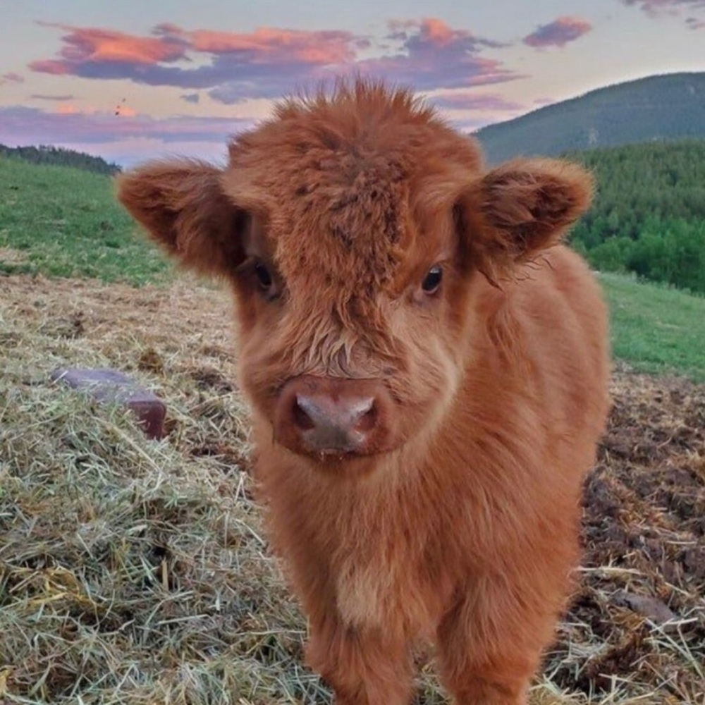 Meet your Posher, Justine